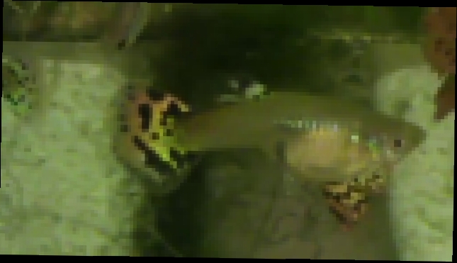 Мои гуппи в аквариуме плавают — У одного самца большой красивый хвост 