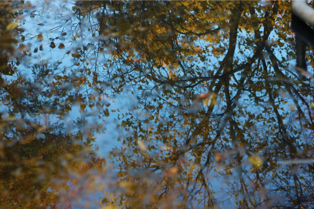Листья осенние фото Игорь Некрасов