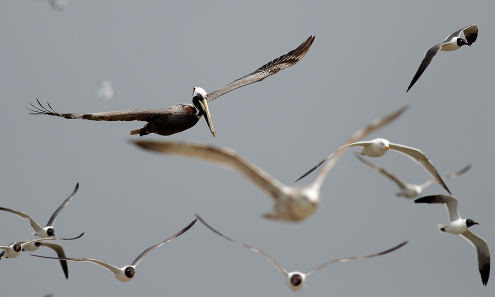 Улетела птицей фото Крымов Марат