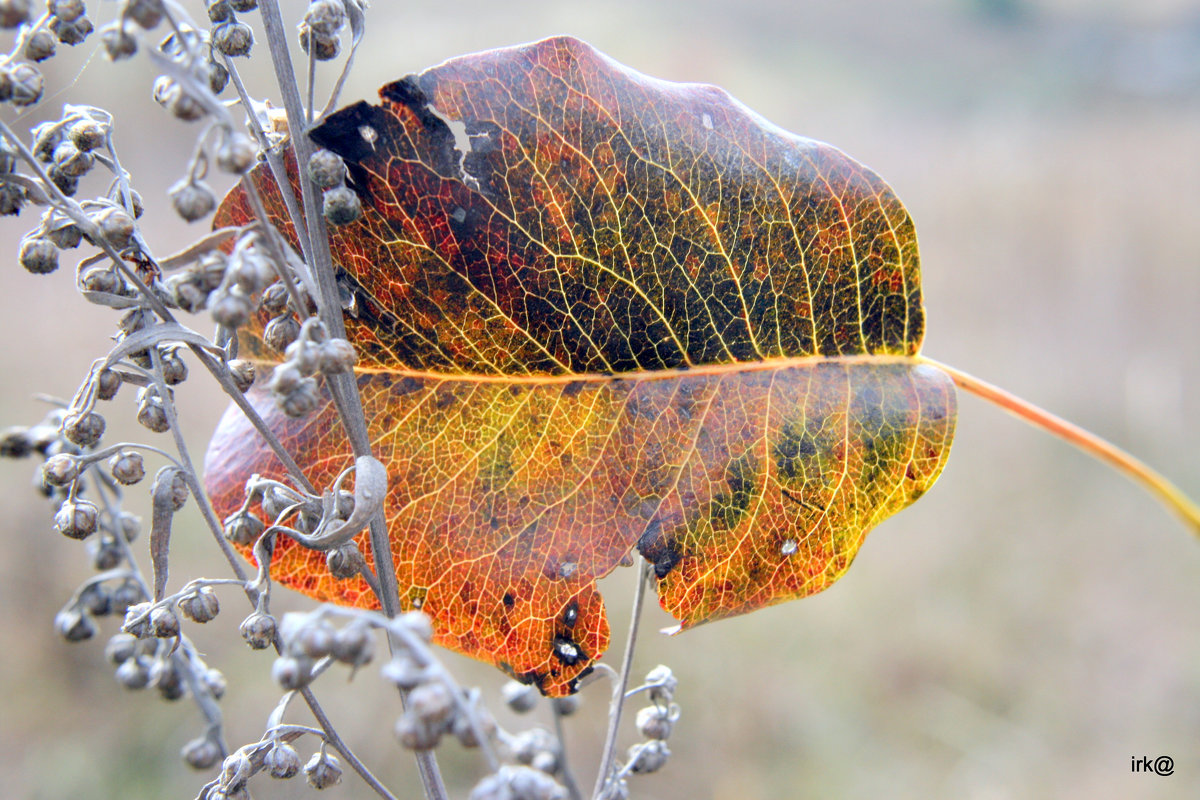 Как лист осенний на ветру фото Михаил Колтунов