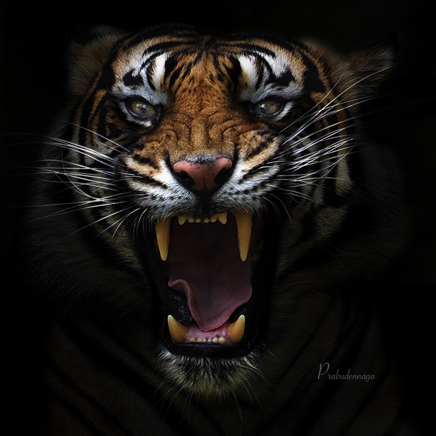 нарезка фото мой братан тигр
