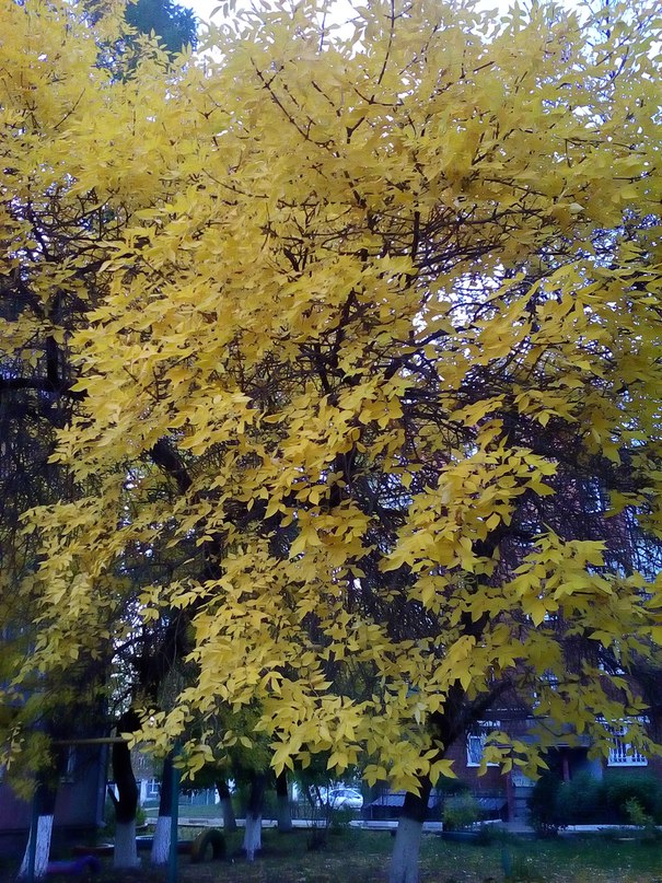 Осень  раскрасавица фото осень