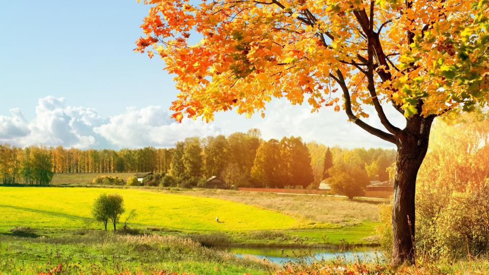 Осень - золотой листопад фото осень