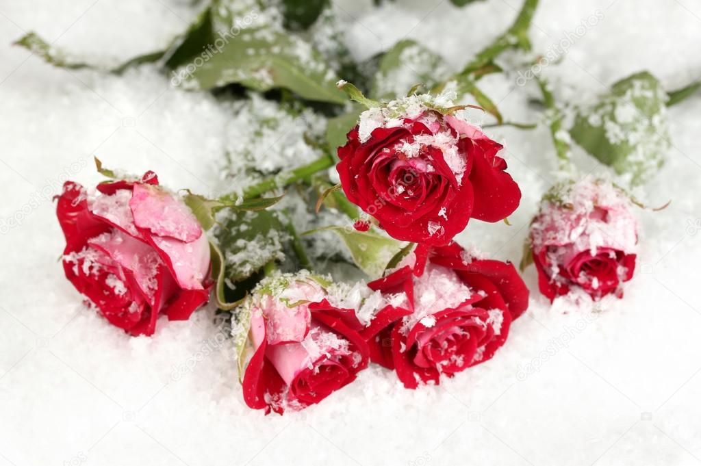 Розы на снегу фото Татьяна Балунова
