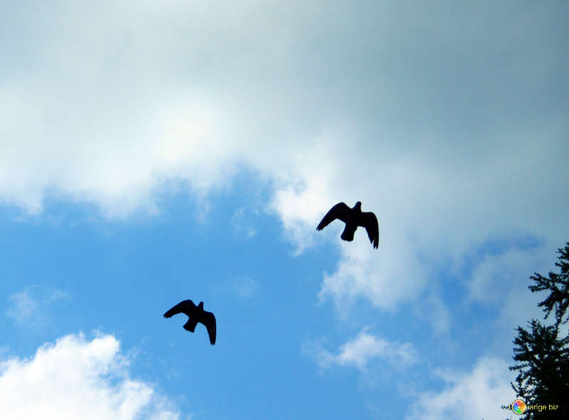 птицей фото в небо