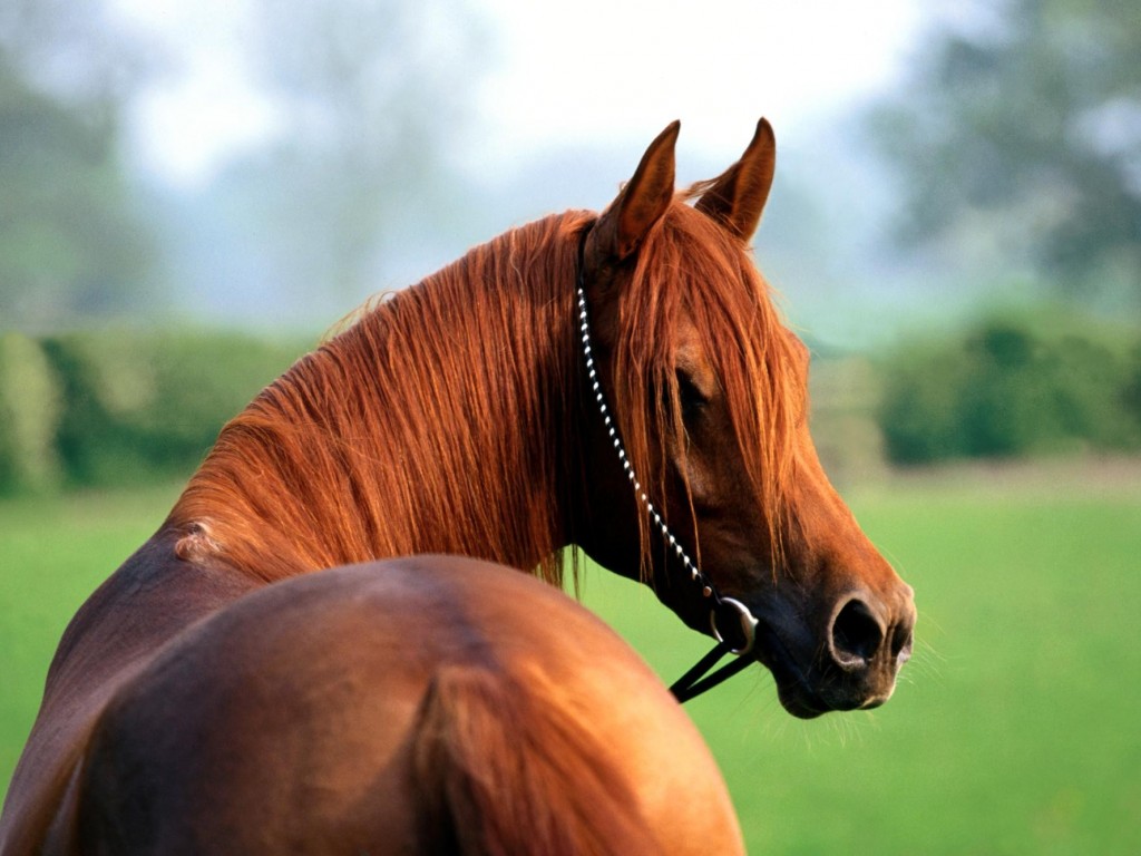 Молодая лошадь фото 