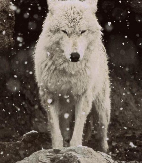 За пацанов фото Волк